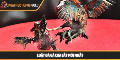 Luật đá gà cựa sắt cùng các quy tắc thi đấu chuyên nghiệp mang lại một môi trường giải trí công bằng cho mọi thành viên đam mê bộ môn này. Việc nắm vững các quy định giúp hội viên tự tin hơn khi đưa ra những quyết định chính xác tại các đấu trường lớn. Trang Đá Gà Trực Tiếp luôn cập nhật nhanh chóng các kiến thức về quy chế thi đấu và kinh nghiệm chọn chiến kê dũng mãnh. Hệ thống luật đá gà cựa sắt nền tảng tại các đấu trường lớn Tìm hiểu luật đá gà cựa sắt minh bạch Việc áp dụng luật đá gà cựa sắt giúp đảm bảo tính minh bạch và chuyên nghiệp cho từng trận đấu diễn ra tại các bồ gà danh tiếng. Hệ thống quy định này được thiết kế để bảo vệ quyền lợi của chủ kê cũng như tạo sự hào hứng cho người xem đá gà trực tiếp hôm nay. Khi các quy tắc được tuân thủ nghiêm ngặt, hội viên sẽ dễ dàng đánh giá được năng lực thực tế của các chiến kê trên sân. Nền tảng luôn khuyến khích thành viên tìm hiểu kỹ các tiêu chuẩn về cân nặng và cựa để có cái nhìn tổng quan nhất. Sự rõ ràng trong khâu tổ chức giúp nâng cao uy tín của các giải đấu lớn như Trực tiếp đá gà Thomo hay các đấu trường quốc tế khác. Những quy định này không chỉ là rào cản kỹ thuật mà còn là bệ phóng giúp các chiến kê tỏa sáng rực rỡ dưới sự chứng kiến của đông đảo người hâm mộ. Để hiểu rõ hơn về cách thức vận hành, chúng ta sẽ đi sâu vào từng khía cạnh chi tiết của các quy định hiện hành. Những tiêu chuẩn này được áp dụng đồng bộ để tạo nên những màn trình diễn kịch tính và đầy sức thuyết phục. Quy trình kiểm tra cân nặng và trang bị vũ khí Trước khi trận đấu bắt đầu, các trọng tài sẽ tiến hành cân đo trọng lượng của từng chiến kê để đảm bảo sự tương đồng. Theo luật đá gà cựa sắt, những cá thể có sự chênh lệch cân nặng quá lớn sẽ không được phép thi đấu cùng nhau nhằm giữ vững sự công bằng. Việc trang bị cựa sắt cũng phải tuân thủ kích thước và độ sắc bén quy định để bảo vệ tính nhân văn trong thể thao. Các thành viên có thể tham khảo thêm tại https://toplistapp.co/ để nắm bắt các thông số kỹ thuật mới nhất về trang bị cho gà nòi. Quy định về thời gian thi đấu và các hiệp đấu Mỗi trận đấu thường được chia thành nhiều hiệp, mỗi hiệp có thời gian kéo dài khoảng mười lăm phút tùy theo quy định của ban tổ chức. Giữa các hiệp đấu, chiến kê sẽ có thời gian nghỉ ngơi để được nài gà chăm sóc và hồi phục thể lực nhanh chóng. Luật đá gà cựa sắt quy định rất rõ về số phút nghỉ ngơi nhằm đảm bảo sức khỏe tốt nhất cho các đấu sĩ trước khi tiếp tục. Sự sắp xếp thời gian khoa học giúp trận đấu duy trì được nhịp độ căng thẳng nhưng vẫn rất chuyên nghiệp và hấp dẫn. Vai trò quan trọng của trọng tài điều hành trận đấu Trọng tài là người có quyền quyết định cao nhất trên sân và luôn giám sát chặt chẽ mọi hành động của hai chiến kê cũng như người nài. Họ có nhiệm vụ thực thi luật đá gà cựa sắt một cách công tâm để đảm bảo không có bất kỳ hành vi gian lận nào xảy ra. Khi có tình huống tranh chấp hoặc gà bị dính cựa, trọng tài sẽ ra hiệu tạm dừng để xử lý kịp thời và chính xác nhất. Sự hiện diện của những người cầm cân nảy mực giúp hội viên hoàn toàn yên tâm vào kết quả cuối cùng của mỗi cuộc đối đầu. Cách thức phân định thắng thua theo luật đá gà cựa sắt hiện nay Chiến kê thi đấu tại trường gà vô cùng dũng mãnh Quy tắc phân định thắng thua vô cùng công bằng Việc xác định kết quả thắng bại trong luật đá gà cựa sắt dựa trên những tiêu chí cụ thể và rõ ràng để tránh mọi tranh cãi. Một chiến kê được tuyên bố giành chiến thắng khi đối thủ không còn khả năng tiếp tục thi đấu hoặc bỏ chạy khỏi vòng tròn quy định. Web Đá Gà Trực Tiếp ghi nhận rằng sự kiên cường của các chiến kê thường mang lại những kết quả tích cực và đầy bất ngờ cho người theo dõi. Các thành viên luôn cảm thấy hài lòng khi chứng kiến những quyết định xử lý tình huống thấu tình đạt lý từ ban tổ chức. Hệ thống luôn ưu tiên những trận đấu có sự cống hiến hết mình và tuân thủ tuyệt đối quy tắc ứng xử trên sới gà chuyên nghiệp. Khi tham gia theo dõi đá gà Thomo trực tiếp hoặc đá gà trực tiếp Campuchia, người chơi sẽ thấy sự nhất quán trong cách vận hành giải đấu. Dưới đây là bảng tóm tắt một số trường hợp phân định thắng thua phổ biến: Trường hợp Kết quả theo quy định Một trong hai con bị chết hoặc gục tại chỗ Con còn lại giành chiến thắng Chiến kê bỏ chạy hoặc không tấn công trong thời gian quy định Bị xử thua theo luật hiện hành Cả hai con cùng không thể thi đấu sau khi trọng tài kiểm tra Kết quả hòa được ghi nhận Chủ kê vi phạm quy định về trang bị hoặc hành vi Bị truất ngay quyền thi đấu tức thì Việc nắm lòng luật đá gà cựa sắt giúp hội viên nâng cao trải nghiệm và đưa ra những dự đoán chính xác hơn khi theo dõi đá gà trực tiếp. Sự minh bạch trong luật chơi chính là nền tảng vững chắc để xây dựng một cộng đồng đam mê bền vững và uy tín. Luật đá gà cựa sắt luôn là kim chỉ nam giúp duy trì sự chuyên nghiệp và minh bạch cho mọi trận đấu đỉnh cao trên toàn thế giới. Hội viên tuân thủ đúng các nguyên tắc này sẽ bảo vệ được quyền lợi và nâng cao cơ hội nhận thưởng lớn từ hệ thống giải trí uy tín. Web Đá Gà Trực Tiếp cam kết đồng hành cùng người chơi để xây dựng một cộng đồng giải trí lành mạnh và bền vững nhất trong tương lai.